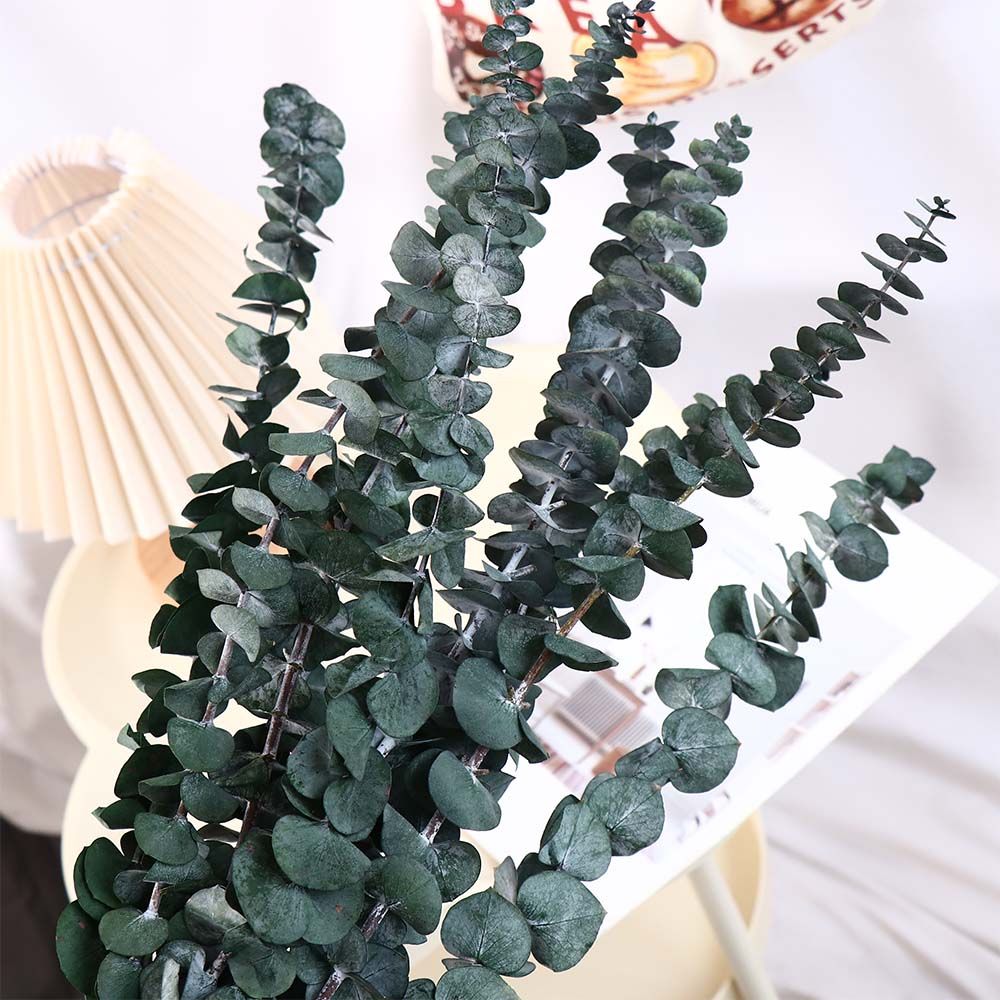 10個入り 本物の葉っぱのドライユーカリ 大きな緑の保存され - Eucalyptus Preserved のレビューと価格