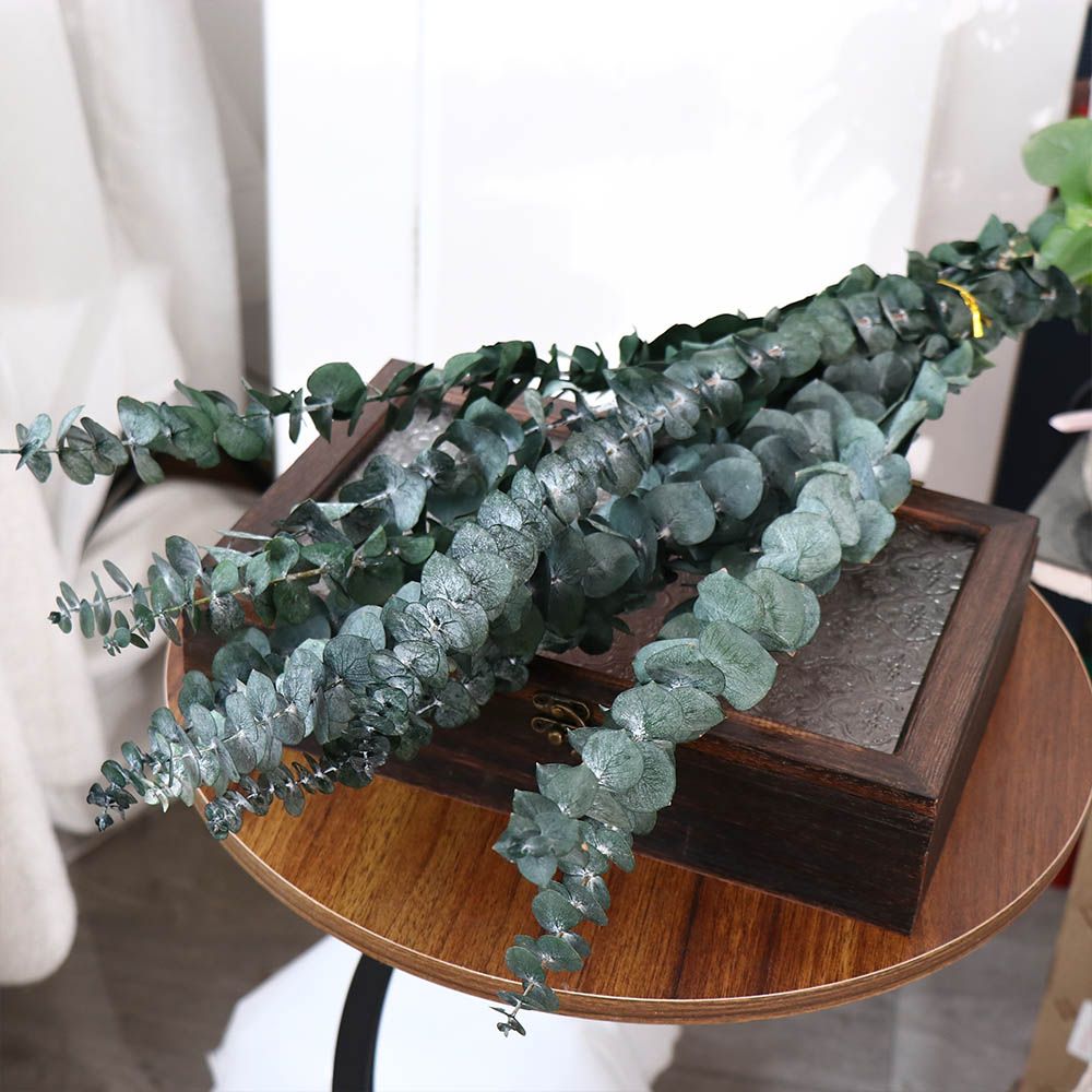 10個入り 本物の葉っぱのドライユーカリ 大きな緑の保存され - Eucalyptus Preserved のレビューと価格
