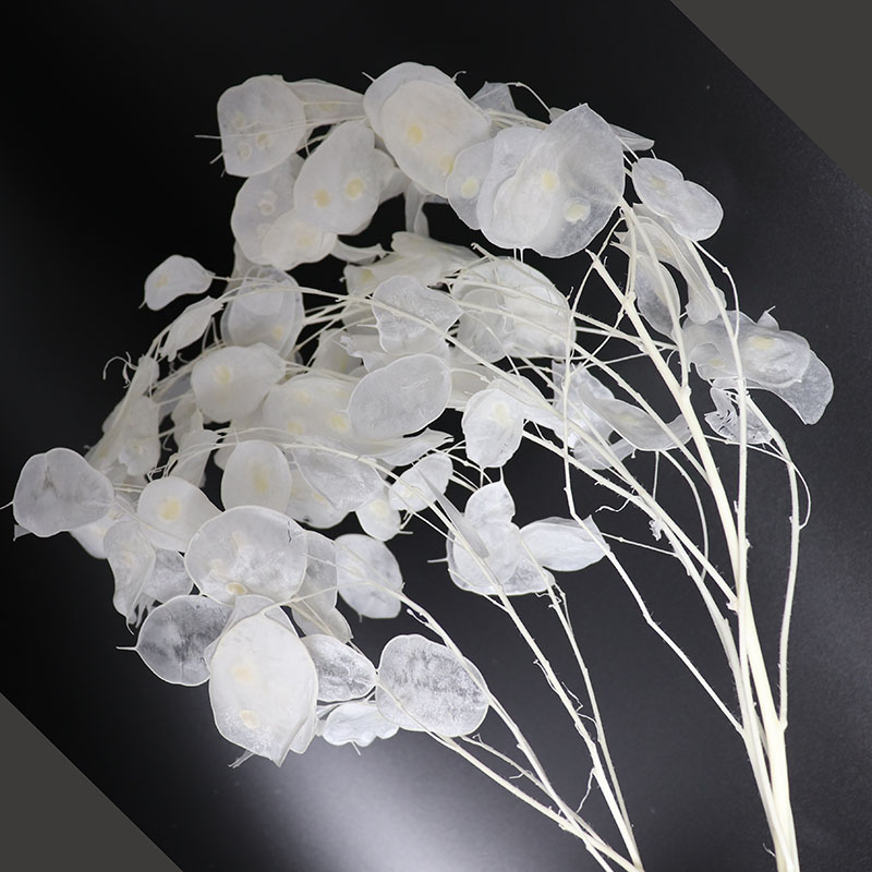 結婚式のアレンジメントのための保存されたルナリアの花、ユーカ - Eucalyptus Preserved のレビューと価格