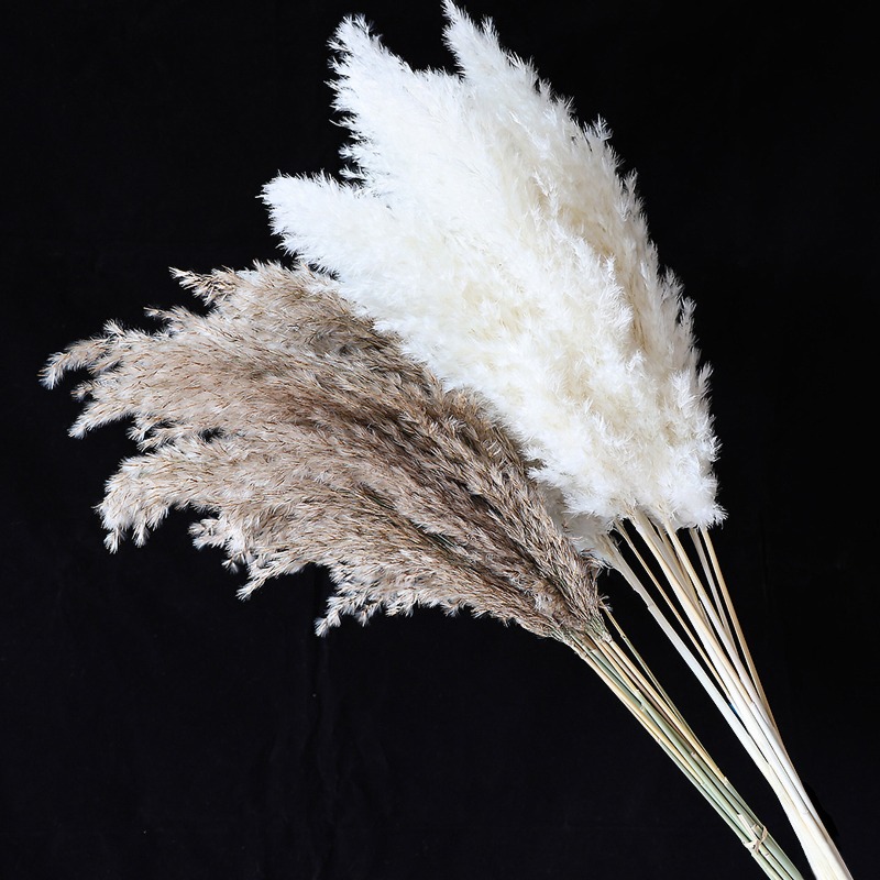 10個入り カラフルな天然葦 パンパスグラス ドライフラワー - Florist Supply Vases のレビューと価格